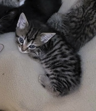 Pixie, an adoptable Manx, Domestic Short Hair in Lafayette, CO, 80026 | Photo Image 4