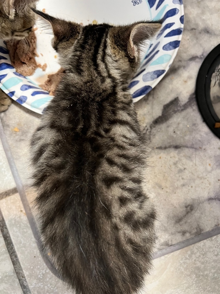 Pixie, an adoptable Manx, Domestic Short Hair in Wilmington, NC, 28411 | Photo Image 5