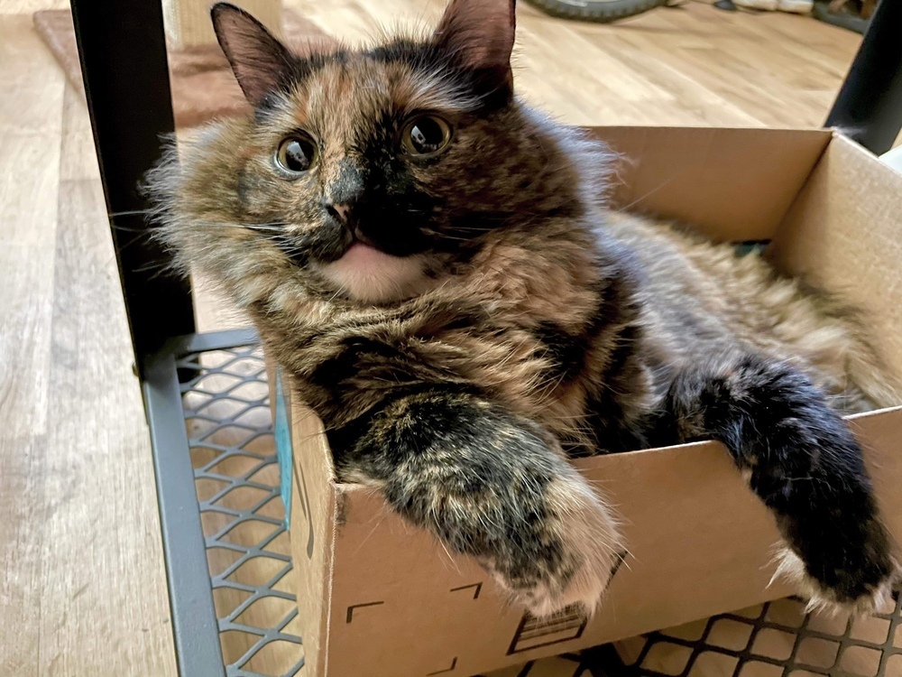 Minda, an adoptable Domestic Long Hair, Siberian in Wilmington, NC, 28411 | Photo Image 1