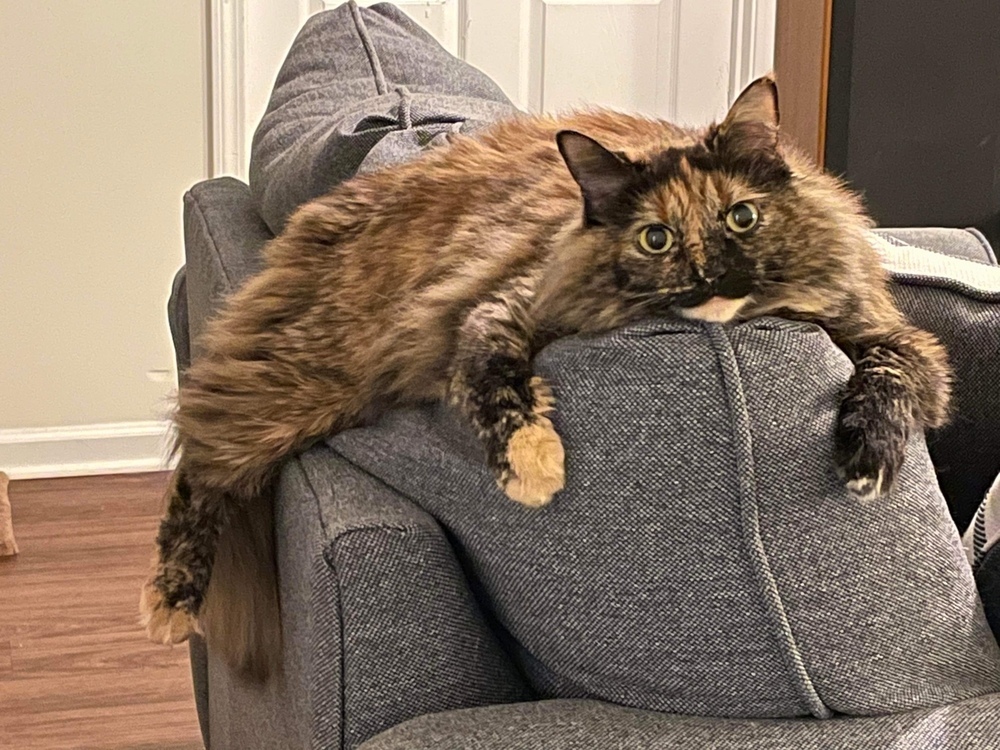 Minda, an adoptable Siberian, Maine Coon in Lafayette, CO, 80026 | Photo Image 1