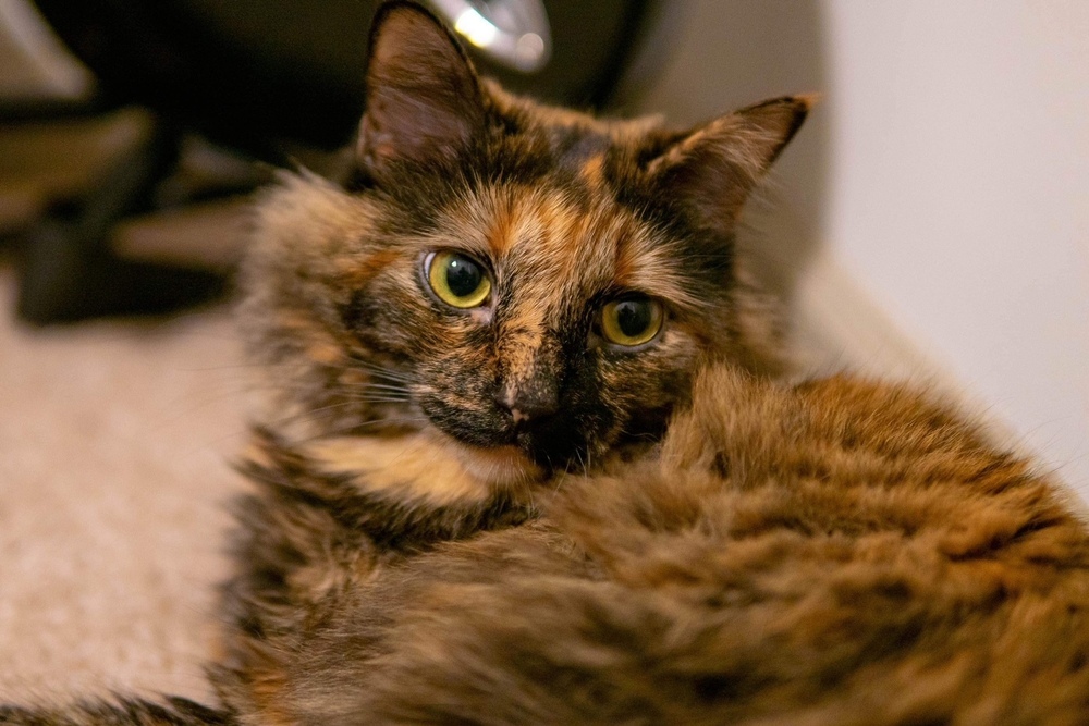 Minda, an adoptable Siberian, Maine Coon in Lafayette, CO, 80026 | Photo Image 3