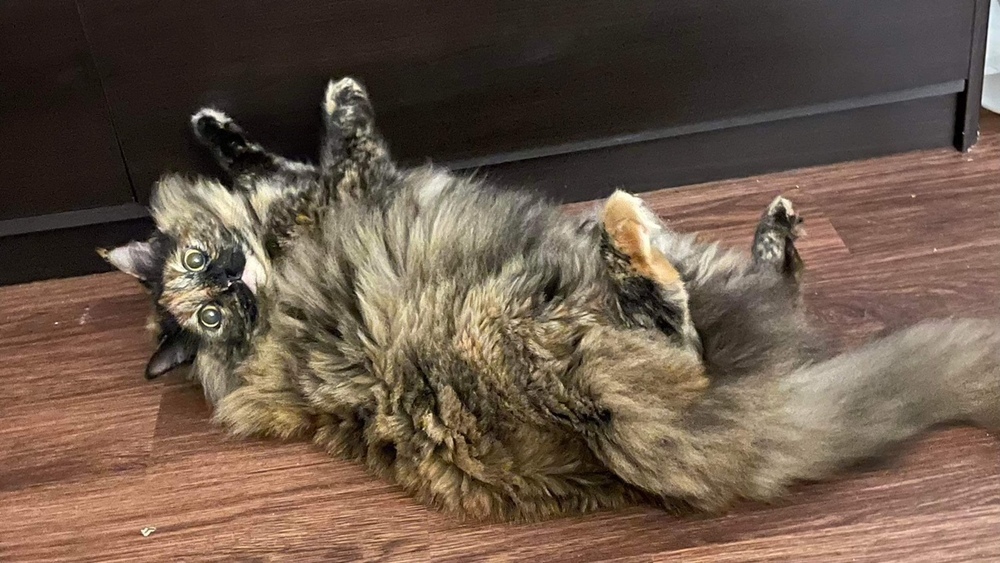 Minda, an adoptable Siberian, Maine Coon in Lafayette, CO, 80026 | Photo Image 4