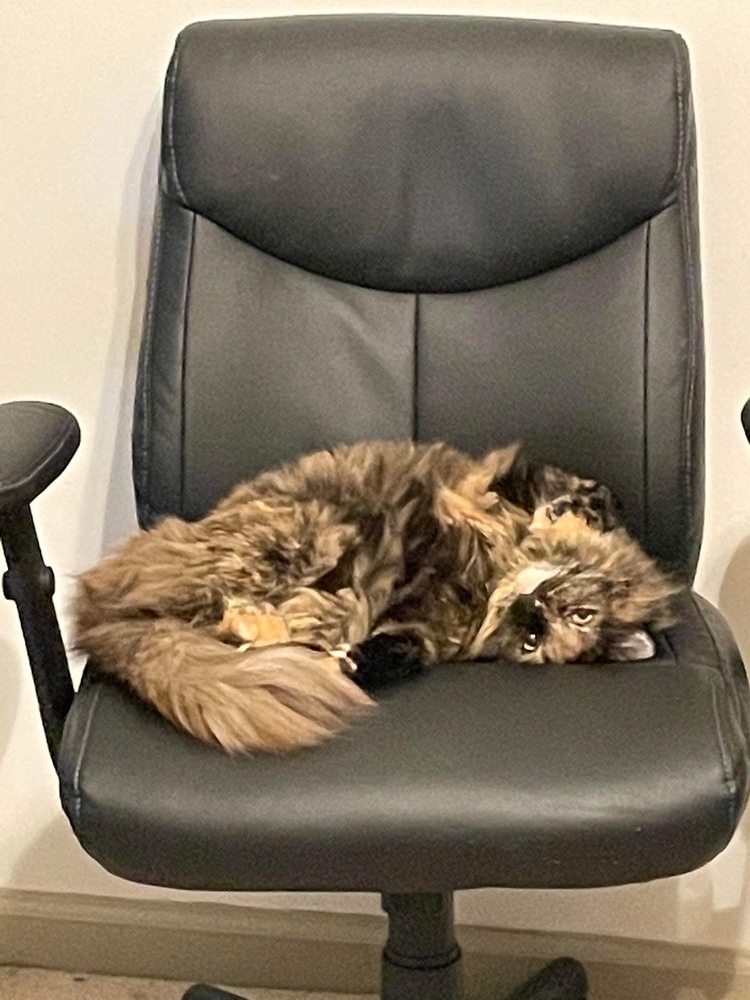 Minda, an adoptable Siberian, Maine Coon in Lafayette, CO, 80026 | Photo Image 5