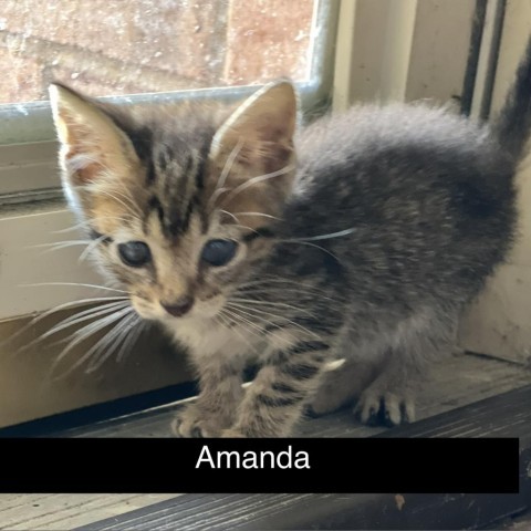 Amanda