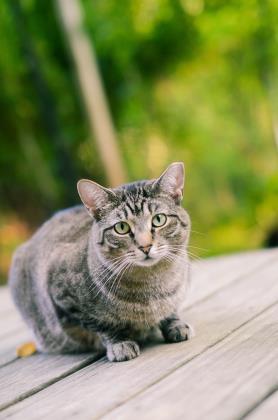 Poppy, Young Female Domestic Short Hair