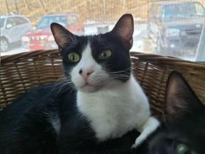 Saba