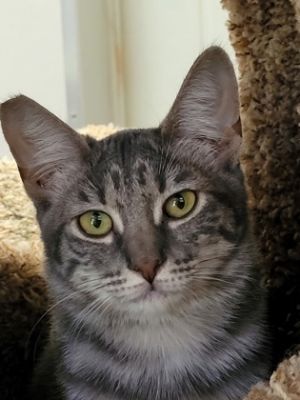 Tessa, Baby Female Domestic Short Hair