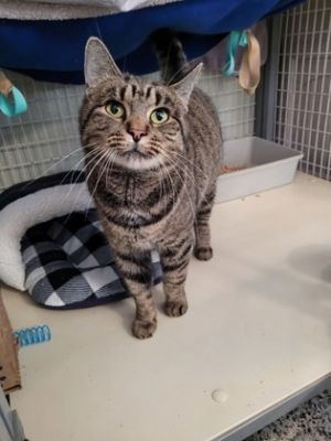 Anastasia, Adult Female unknown