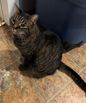Sweetie Pie, Senior Female unknown