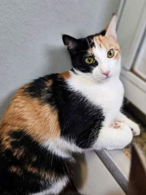 Kitty Kitty, Baby Female unknown