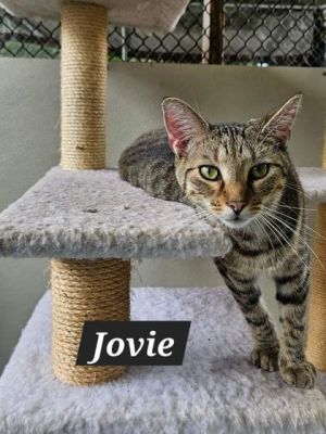 Jovie, Baby Female unknown
