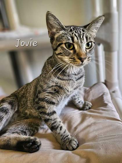 Jovie 2