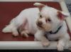 Arnie photo 2