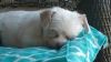Arnie photo 3