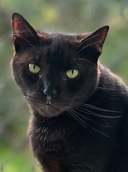 Apollo