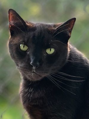 Apollo, Adult Male unknown