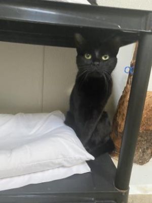 Moonbeam, Adult Female Domestic Short Hair