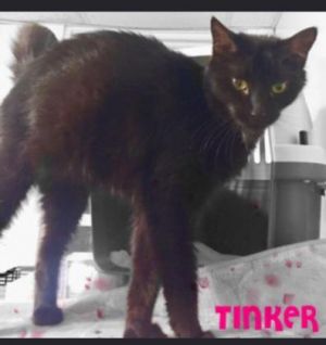 Tinker, Adult Female unknown