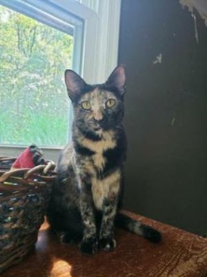 Mia, Adult Female Domestic Short Hair
