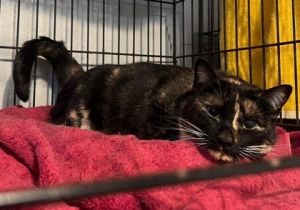 Artemis, Senior Female unknown