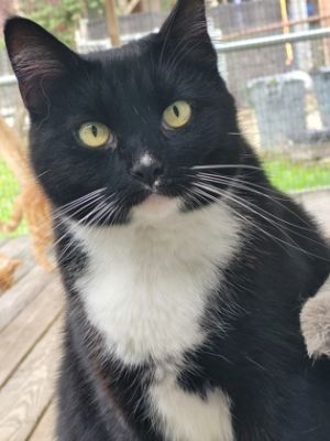 Sweet Pea, Young Female unknown