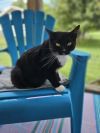 Sweet Pea photo 2