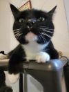 Sweet Pea photo 3