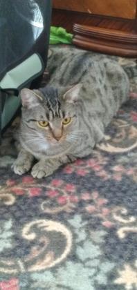 Maui, Young Female Domestic Short Hair