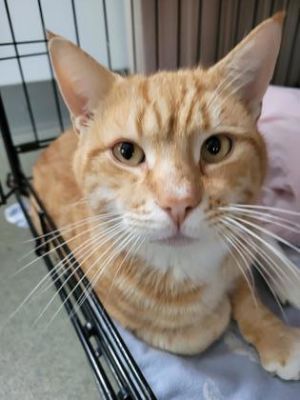 Cooper, Young Male unknown