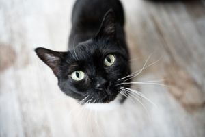 Socks, Adult Female unknown