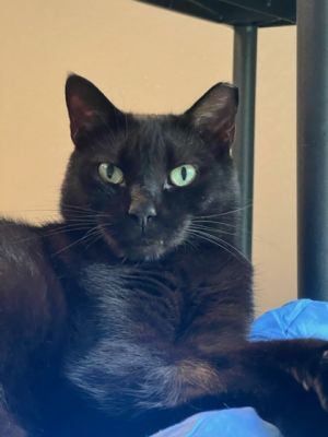 Ronald, Adult Male unknown