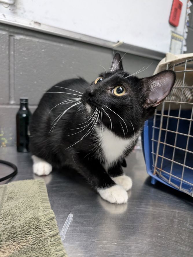 Cat for adoption Socks, a Domestic Short Hair in Fort Worth, TX