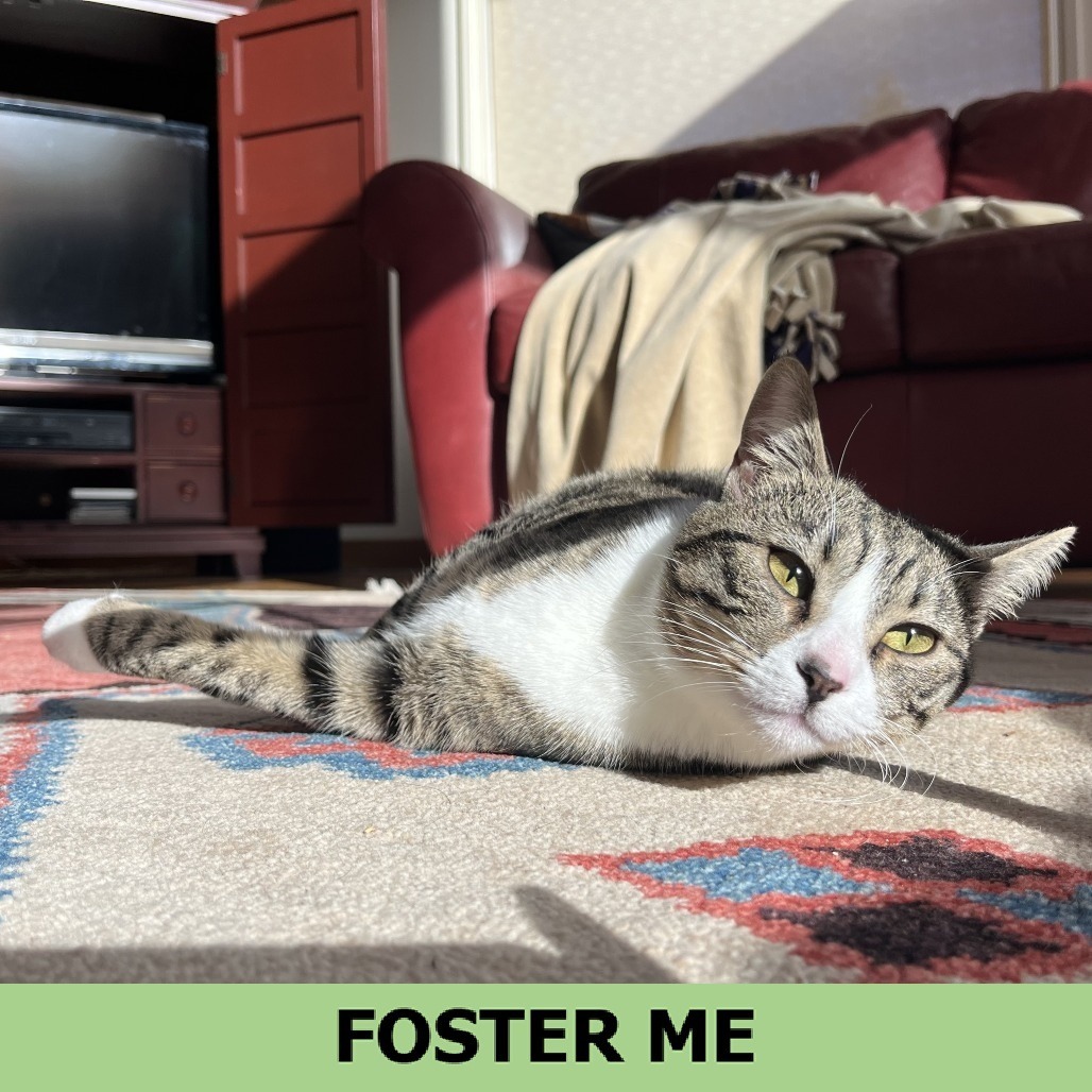 Pepper, an adoptable Domestic Short Hair in Hailey, ID, 83333 | Photo Image 1