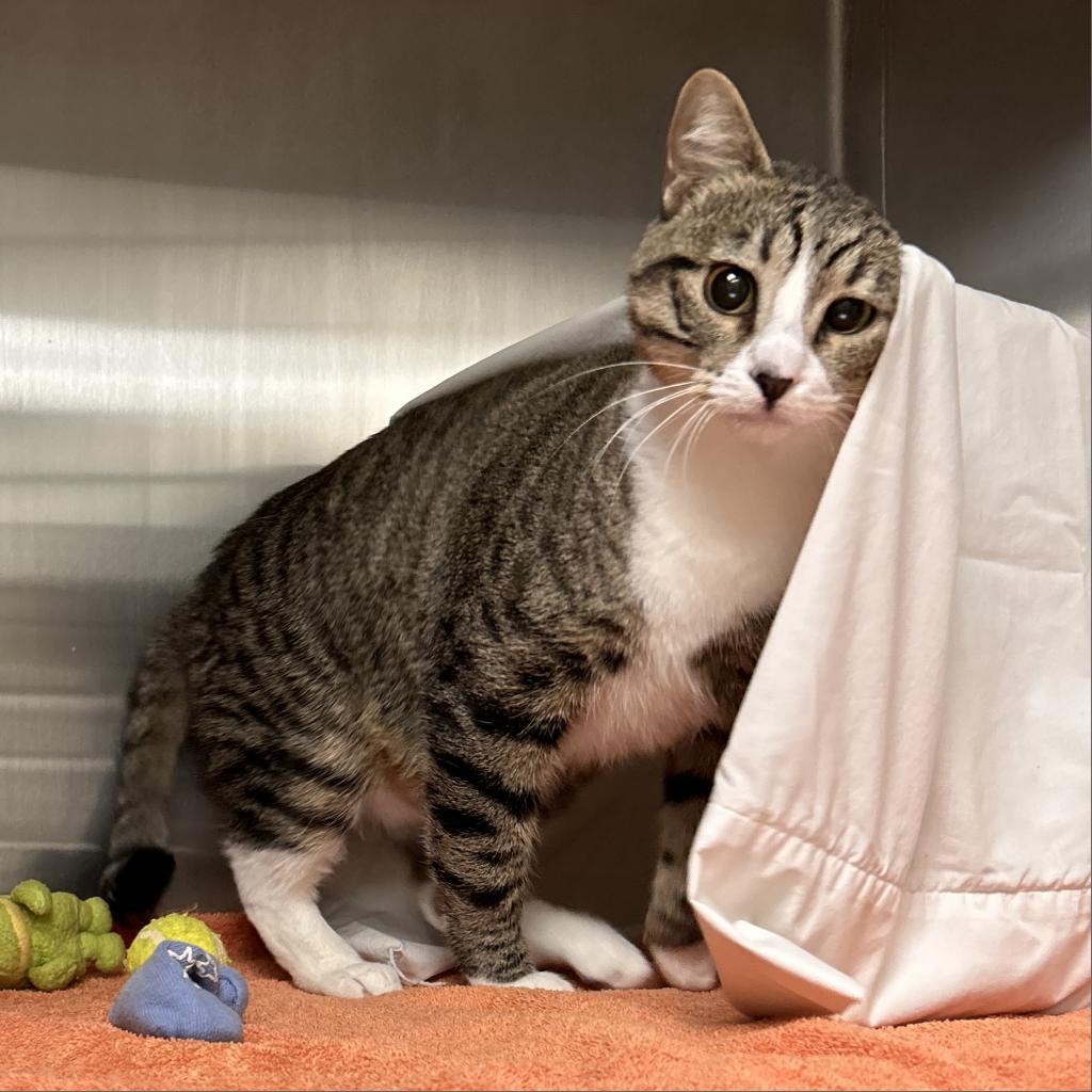 Pepper, an adoptable Domestic Short Hair in Hailey, ID, 83333 | Photo Image 2