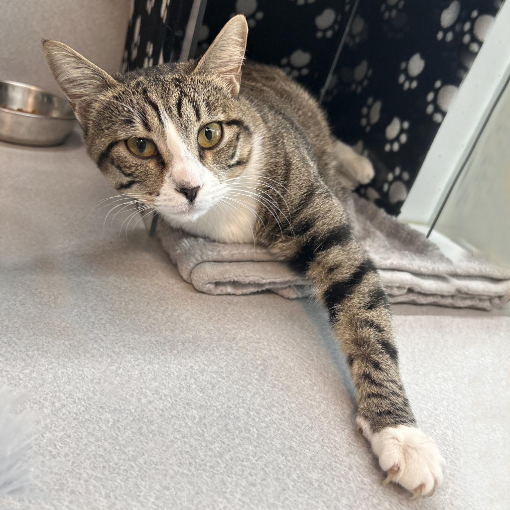 Pepper, an adoptable Domestic Short Hair in Hailey, ID, 83333 | Photo Image 2