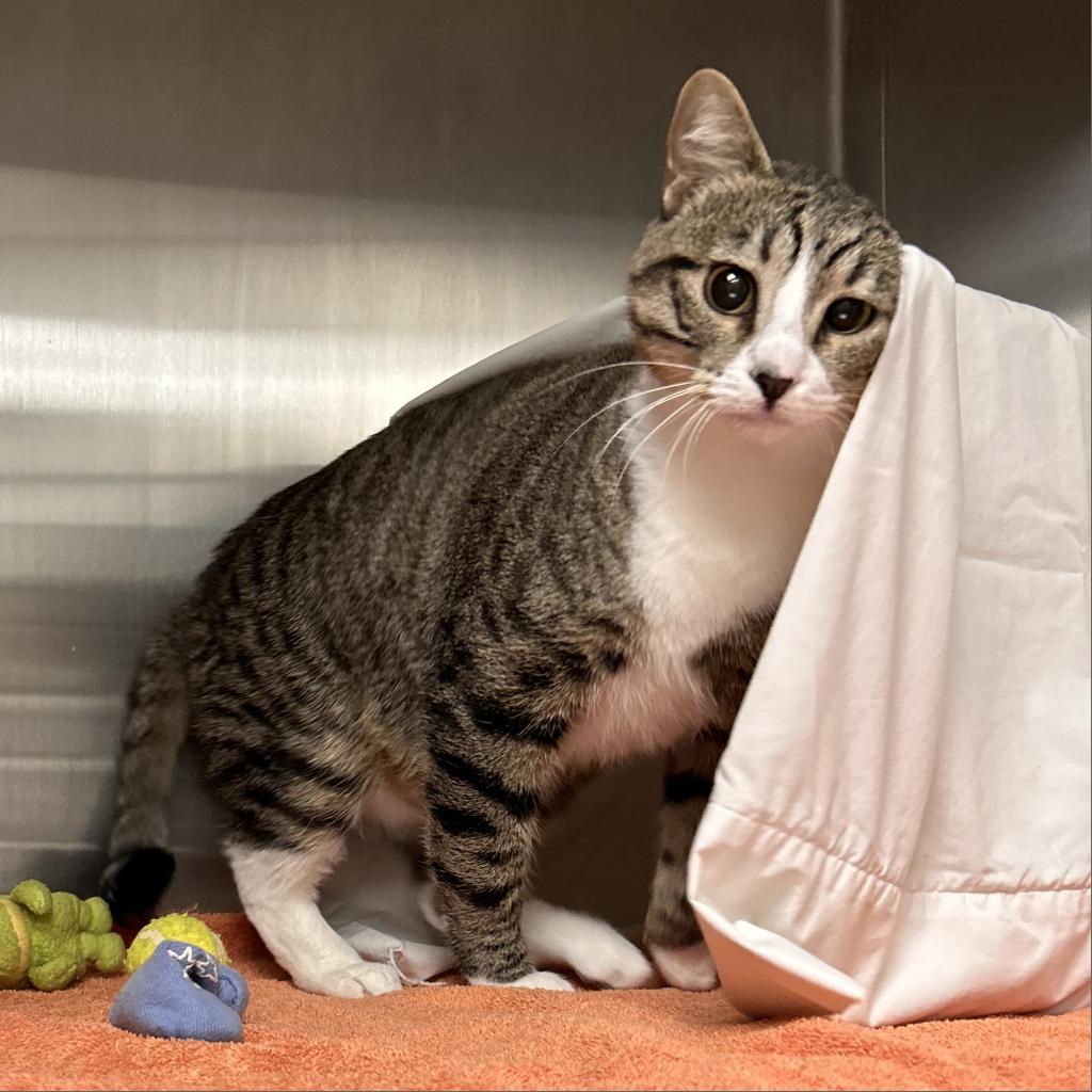 Pepper, an adoptable Domestic Short Hair in Hailey, ID, 83333 | Photo Image 3