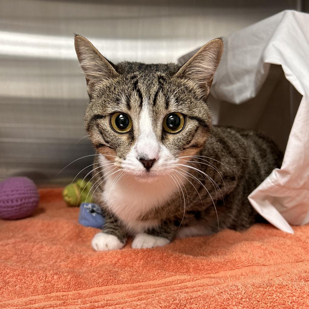 Pepper, an adoptable Domestic Short Hair in Hailey, ID, 83333 | Photo Image 4