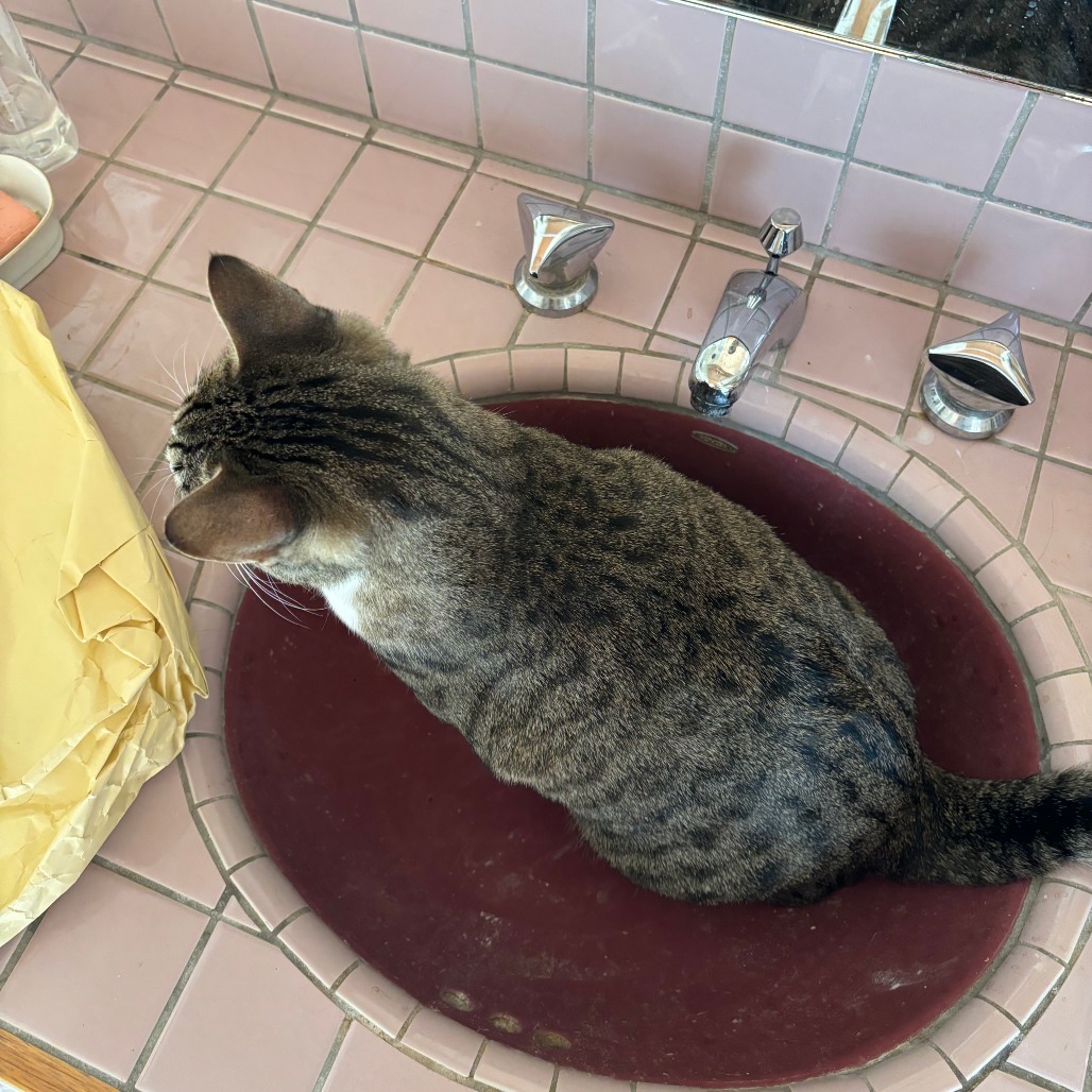 Pepper, an adoptable Domestic Short Hair in Hailey, ID, 83333 | Photo Image 5