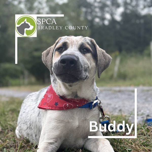 Buddy 5