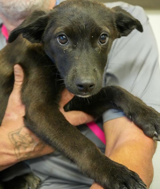Dog for adoption Mister, an Australian Cattle Dog / Blue Heeler Mix