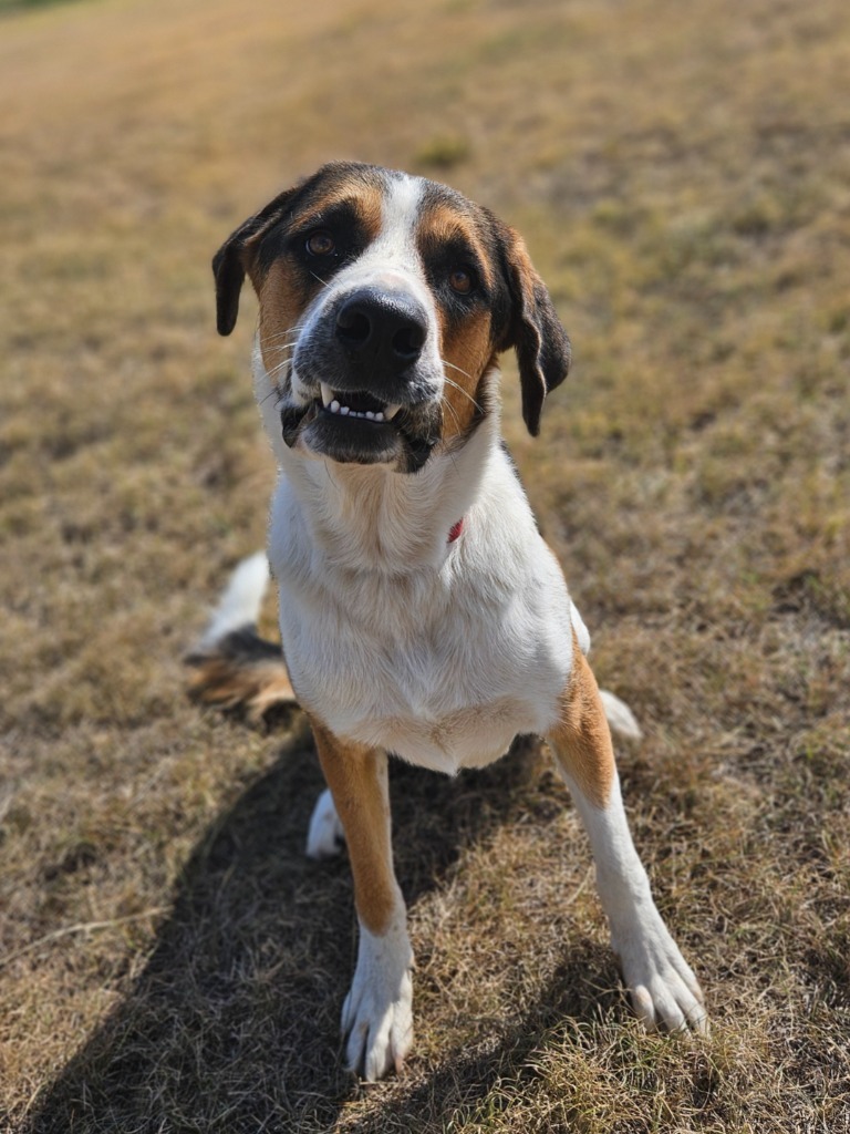 Max, an adoptable Saint Bernard, Mixed Breed in Pratt, KS, 67124 | Photo Image 1