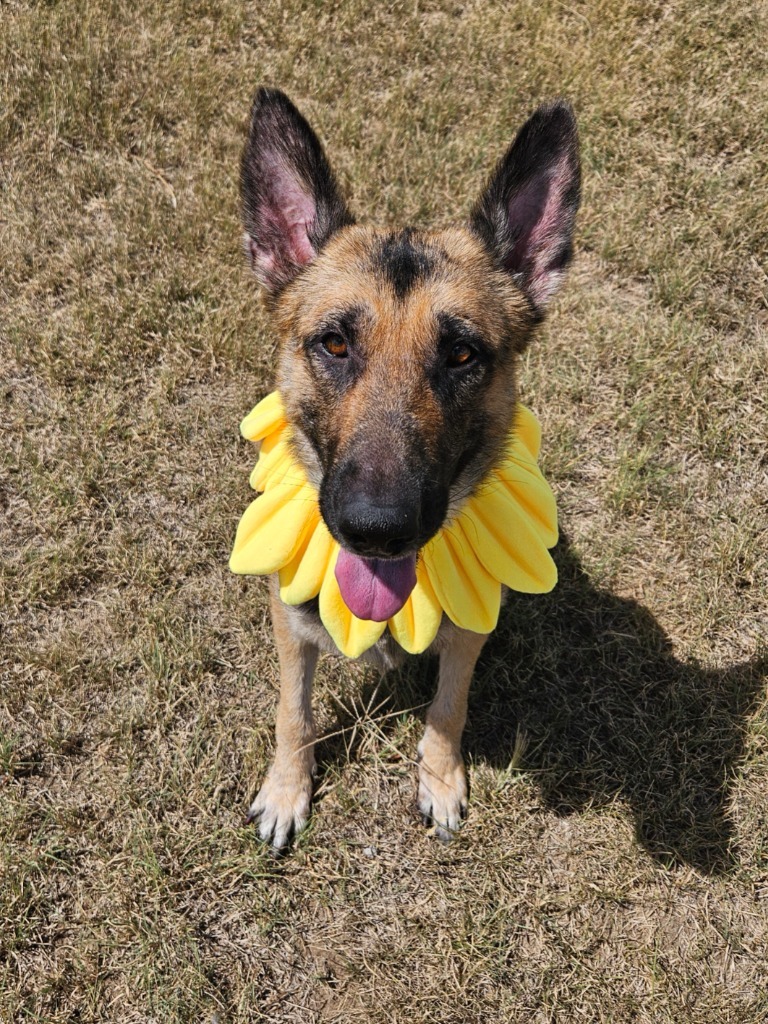 Phoebe, an adoptable German Shepherd Dog in Pratt, KS, 67124 | Photo Image 1