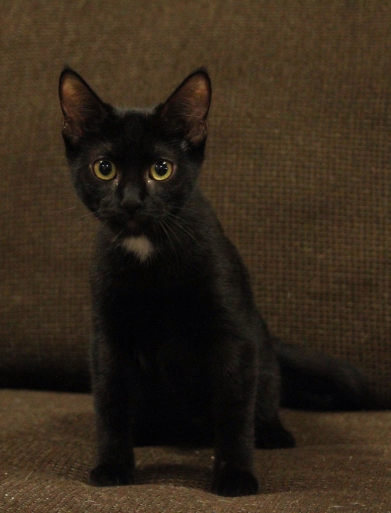 Ruth, an adoptable Domestic Short Hair in Midland, TX, 79707 | Photo Image 1