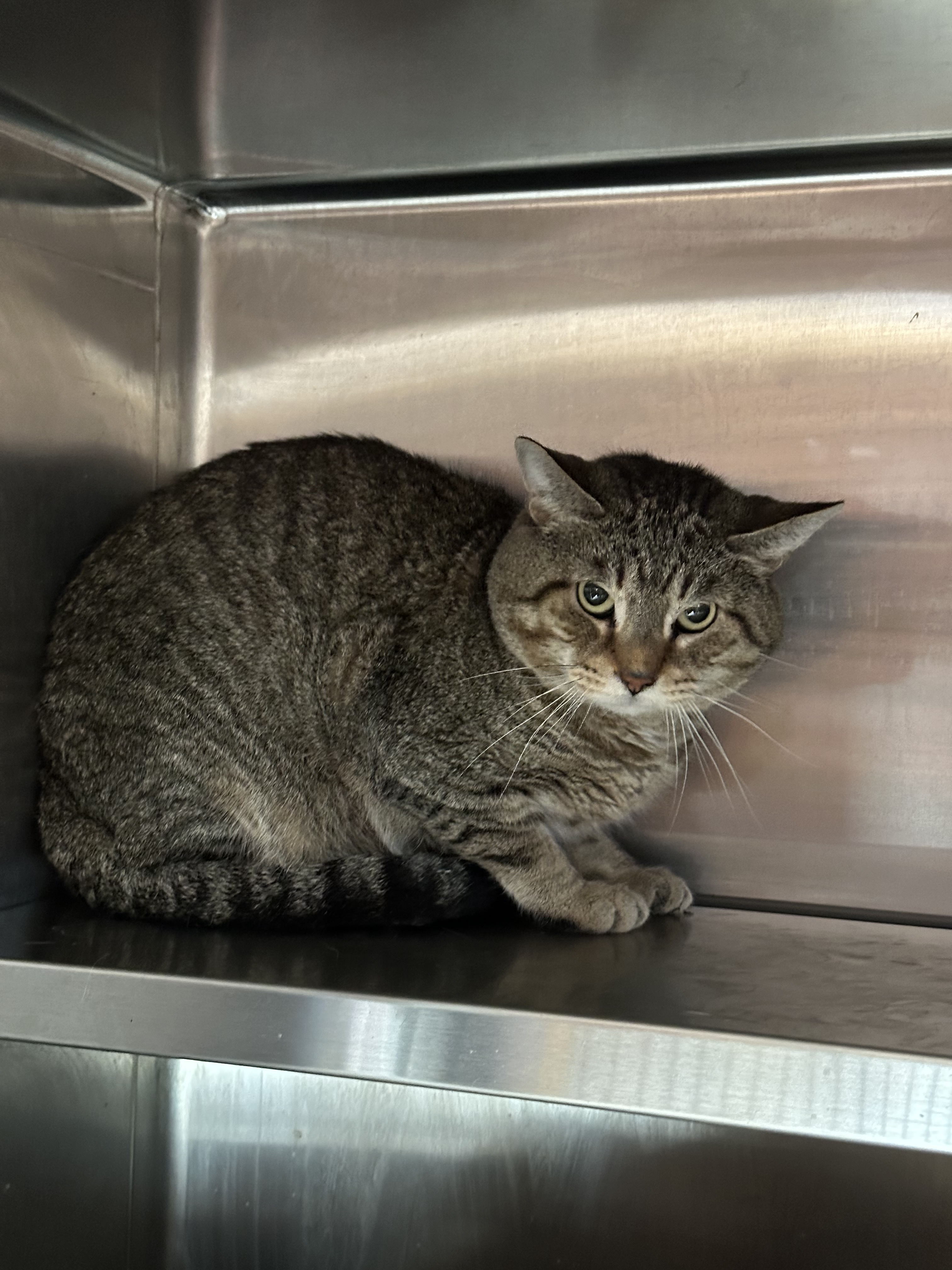 Jake, an adoptable Domestic Short Hair in Rhinelander, WI, 54501 | Photo Image 1