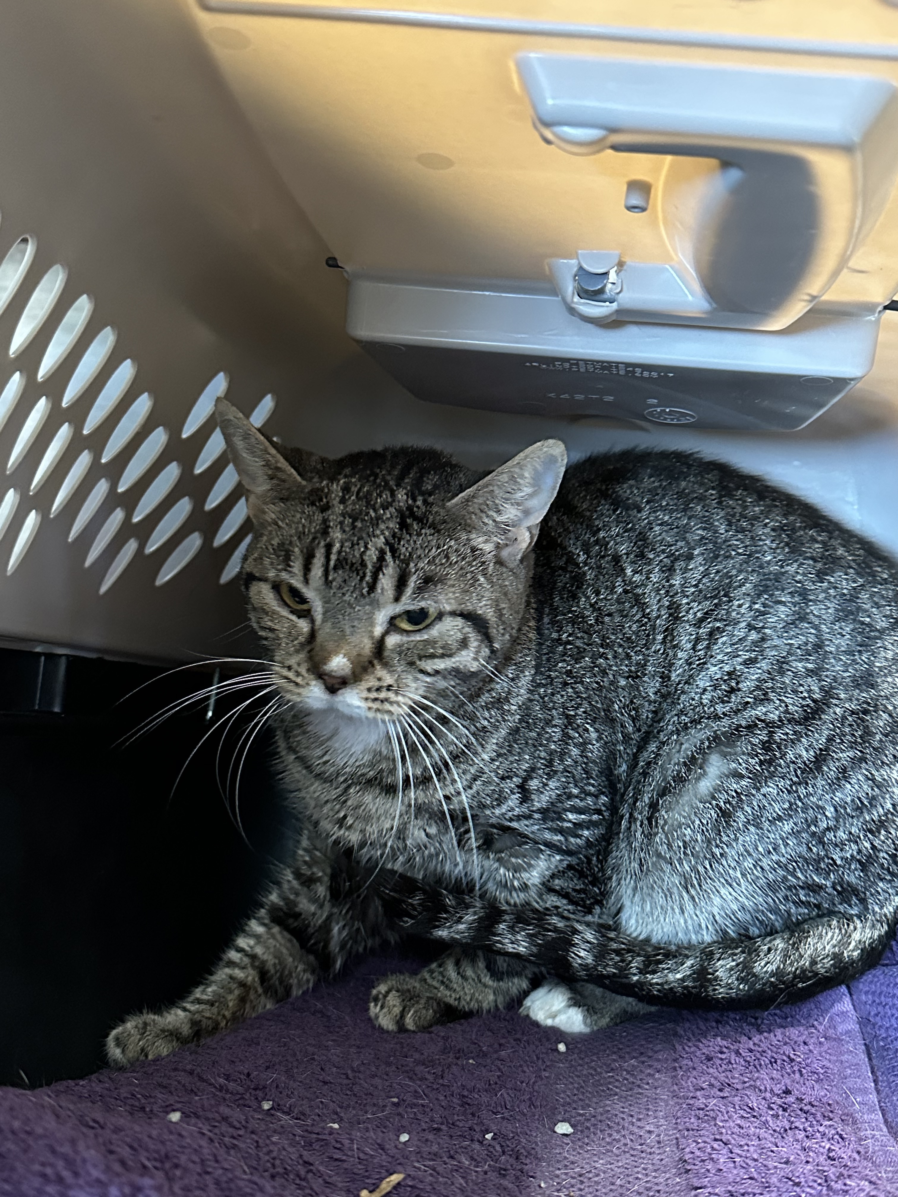 Daisy, an adoptable Domestic Short Hair in Rhinelander, WI, 54501 | Photo Image 1