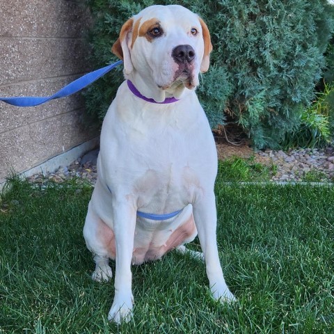 Mera, an adoptable Mixed Breed in Great Falls, MT, 59404 | Photo Image 1