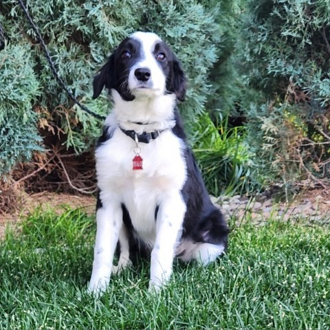 Arlee, an adoptable Mixed Breed in Great Falls, MT, 59404 | Photo Image 1