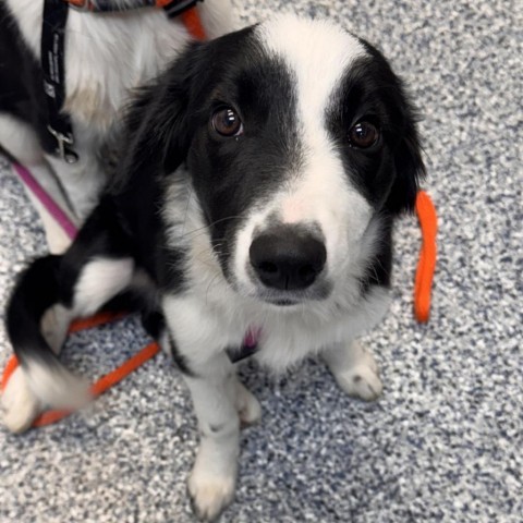 Arlee, an adoptable Mixed Breed in Great Falls, MT, 59404 | Photo Image 2