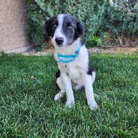 Angus, an adoptable Mixed Breed in Great Falls, MT, 59404 | Photo Image 1