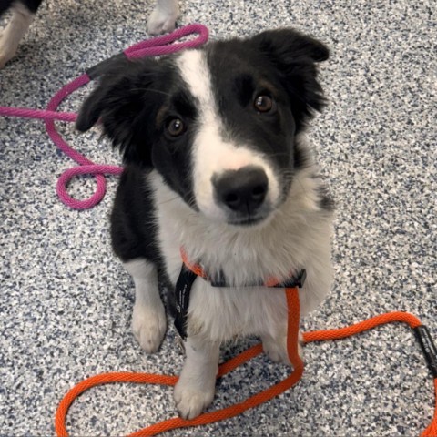 Angus, an adoptable Mixed Breed in Great Falls, MT, 59404 | Photo Image 2